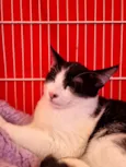 Elvis