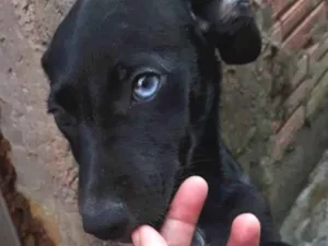 Cachorro raça SRD-ViraLata idade 2 a 6 meses nome BARTOLOMEU 