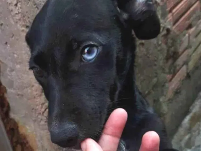 Cachorro ra a SRD-ViraLata idade 2 a 6 meses nome BARTOLOMEU 