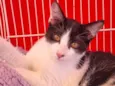 Elvis