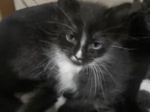 Gato raça SRD-ViraLata idade Abaixo de 2 meses nome Pretinhos