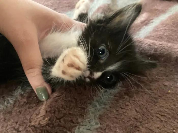 Gato ra a SRD-ViraLata idade Abaixo de 2 meses nome Frajola 