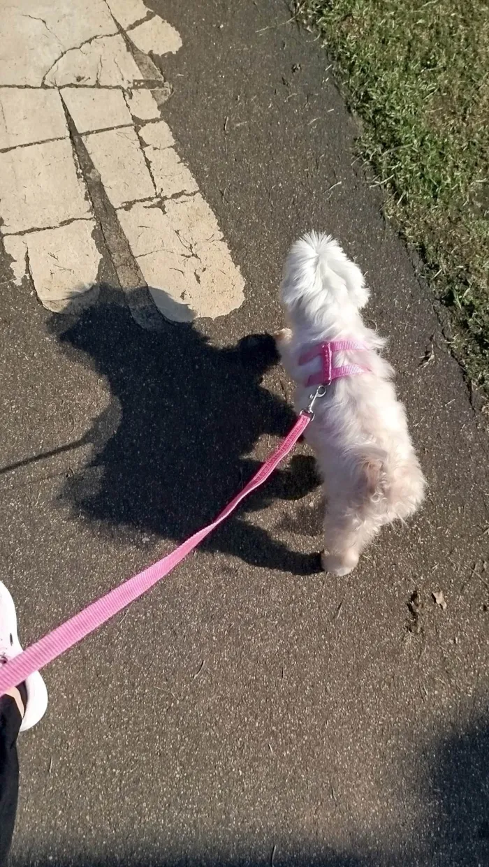 Cachorro ra a Maltês idade 6 ou mais anos nome Baunilha 