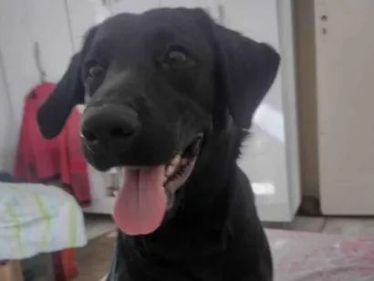 Cachorro raça SRD-ViraLata idade 2 anos nome Athena 