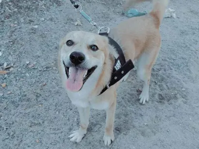 Cachorro raça Pastor Alemão idade 7 a 11 meses nome Chopp