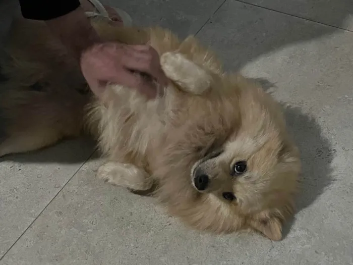 Cachorro ra a Lhasa Apso idade 2 anos nome Jorginho