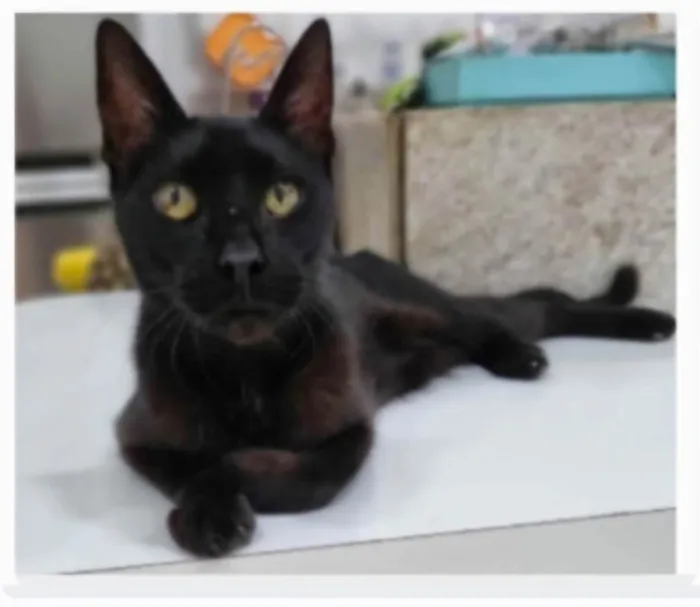 Gato ra a SRD-ViraLata idade 1 ano nome BARTOLOMEU