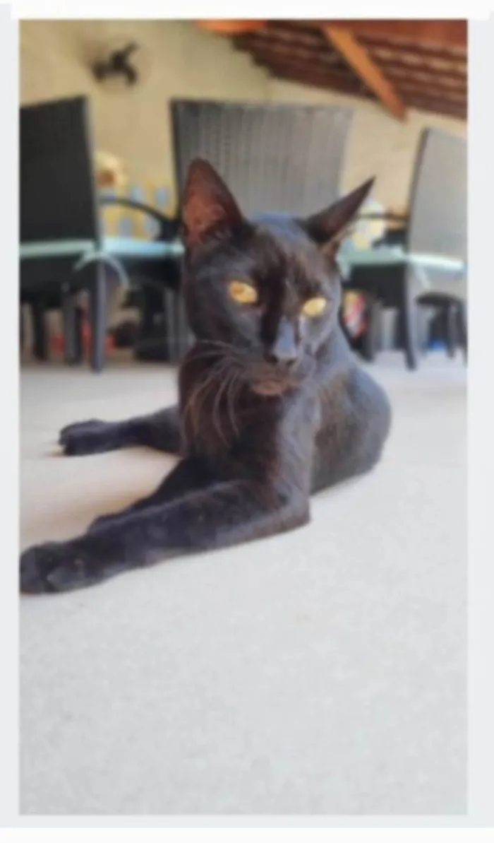 Gato ra a SRD-ViraLata idade 1 ano nome BARTOLOMEU