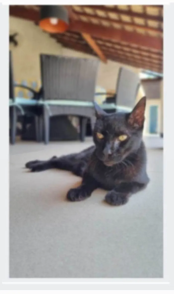 Gato ra a SRD-ViraLata idade 1 ano nome BARTOLOMEU
