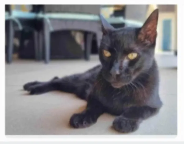Gato ra a SRD-ViraLata idade 1 ano nome BARTOLOMEU