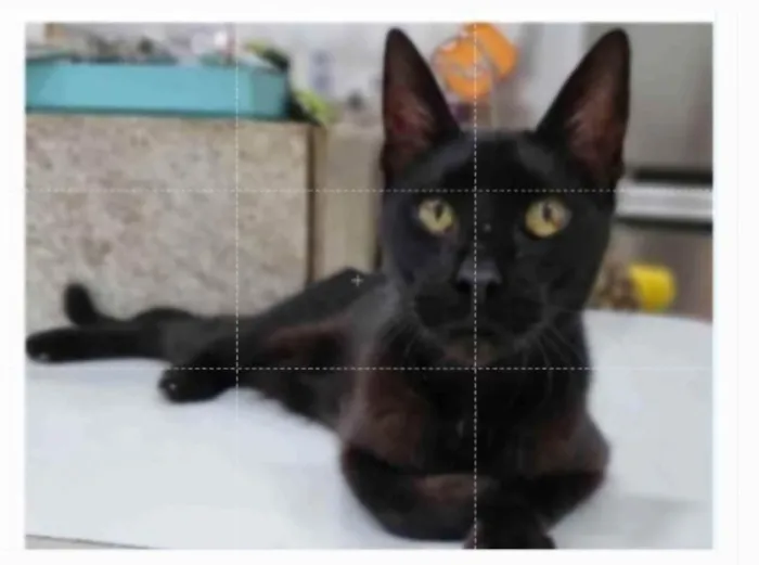 Gato ra a SRD-ViraLata idade 1 ano nome BARTOLOMEU