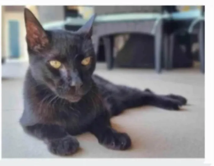 Gato ra a SRD-ViraLata idade 1 ano nome BARTOLOMEU