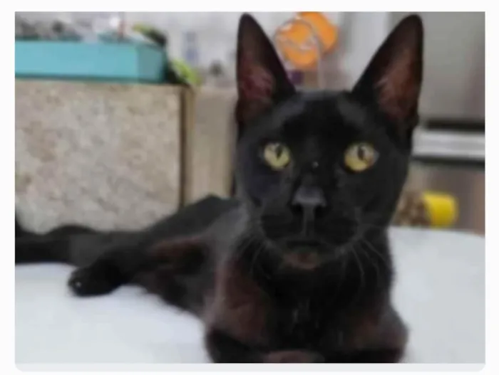 Gato ra a SRD-ViraLata idade 1 ano nome BARTOLOMEU