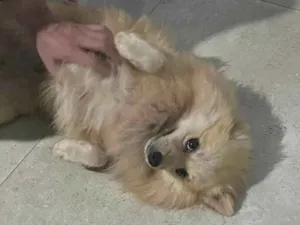 Cachorro raça Lhasa Apso idade 2 anos nome Jorginho