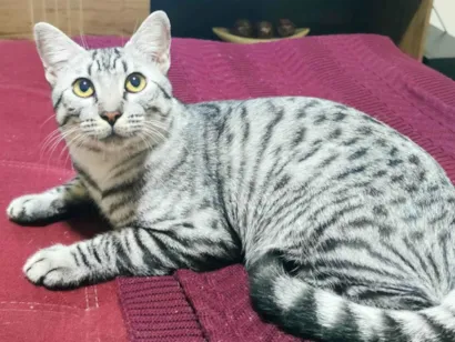 Gato raça SRD-ViraLata idade 1 ano nome Raj