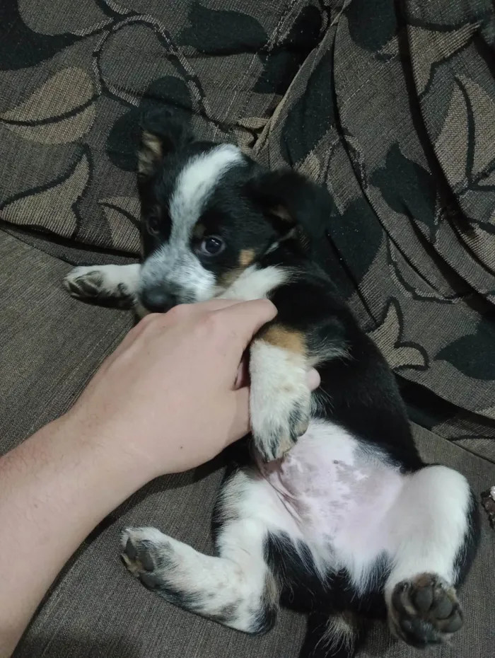 Cachorro ra a SRD-ViraLata idade Abaixo de 2 meses nome Não possuem 