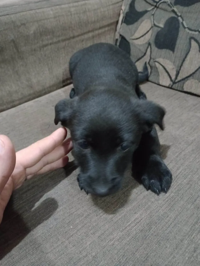 Cachorro ra a SRD-ViraLata idade Abaixo de 2 meses nome Não possuem 
