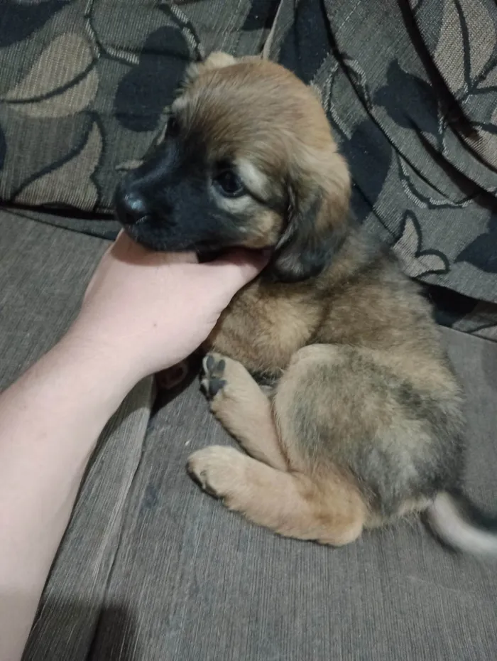 Cachorro ra a SRD-ViraLata idade Abaixo de 2 meses nome Não possuem 