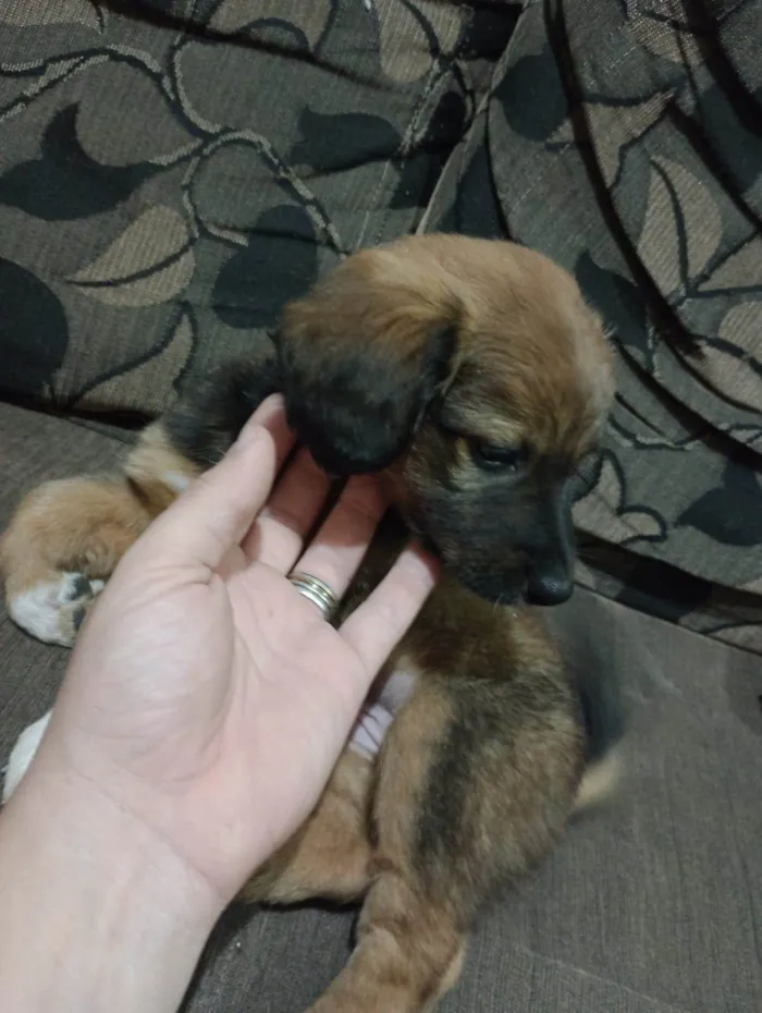 Cachorro ra a SRD-ViraLata idade Abaixo de 2 meses nome Não possuem 