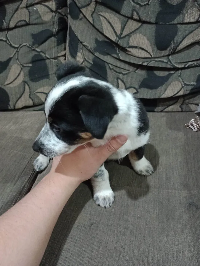 Cachorro ra a SRD-ViraLata idade Abaixo de 2 meses nome Não possuem 
