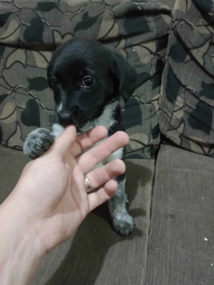 Cachorro ra a SRD-ViraLata idade Abaixo de 2 meses nome Não possuem 