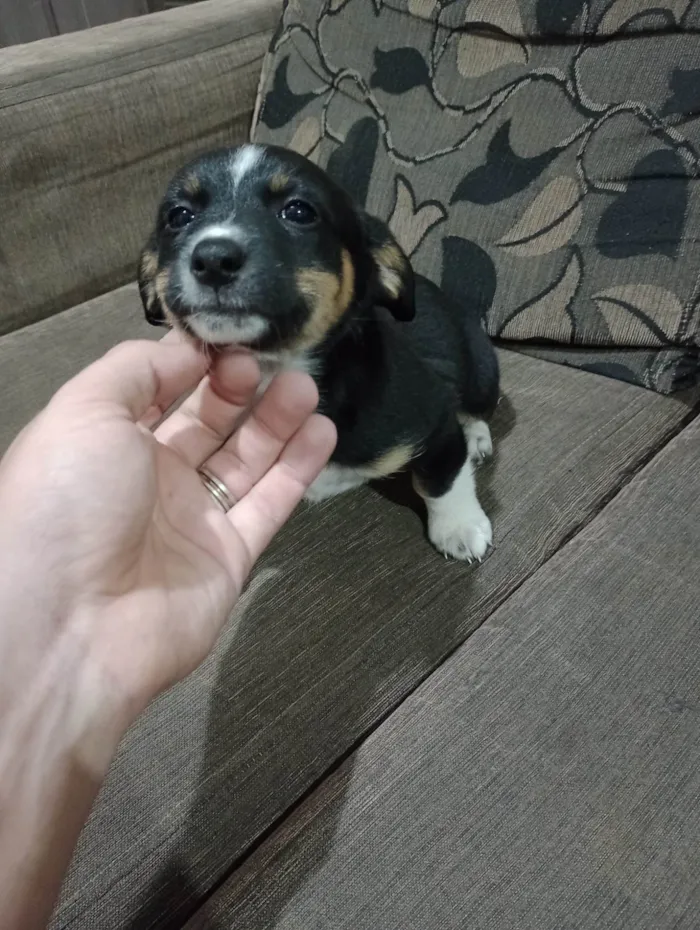 Cachorro ra a SRD-ViraLata idade Abaixo de 2 meses nome Não possuem 