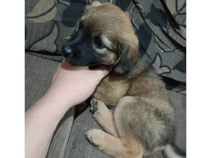 Cachorro ra a SRD-ViraLata idade Abaixo de 2 meses nome Não possuem 