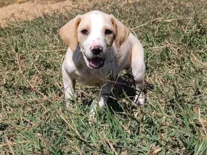 Cachorro raça Chow Chow idade 2 a 6 meses nome raça foxhound americano 