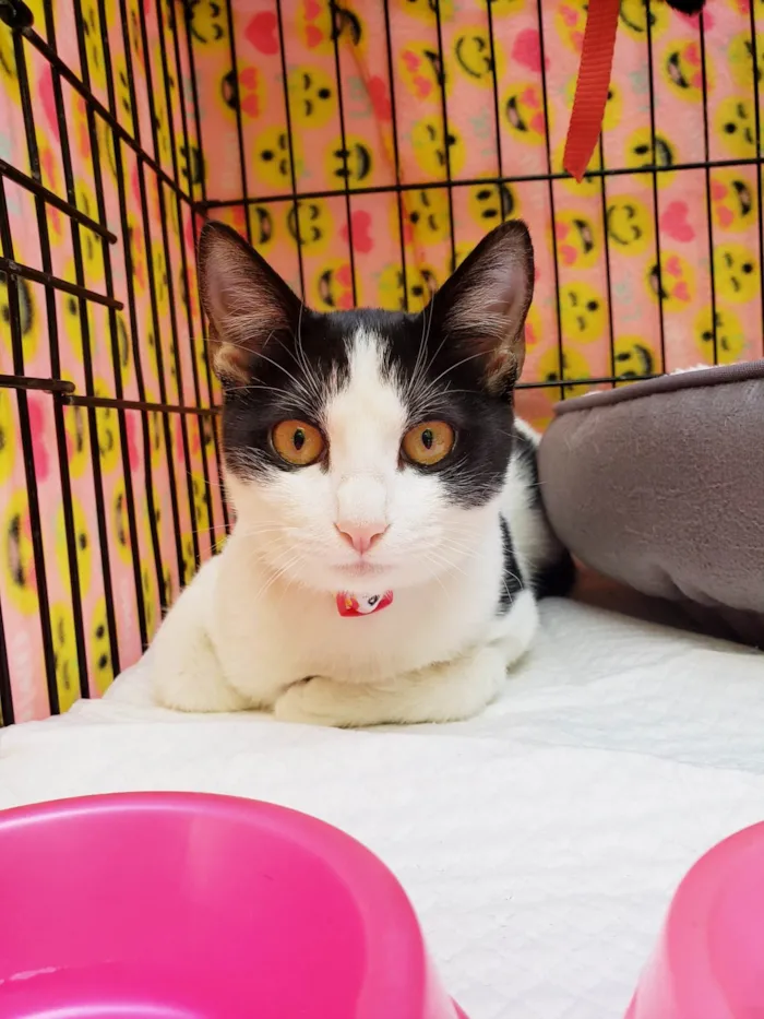 Gato ra a SRD-ViraLata idade 7 a 11 meses nome Mabel