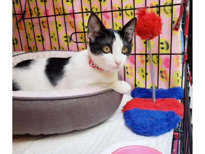 Gato ra a SRD-ViraLata idade 7 a 11 meses nome Mabel
