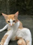 Gordinho