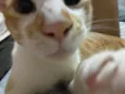 Gordinho