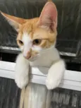 Gordinho