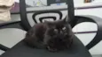 Jack