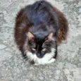 Pompom