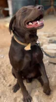 Loki