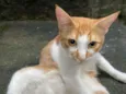 Gordinho