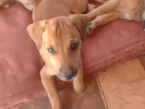 Cachorro raça SRD-ViraLata idade 2 a 6 meses nome Márcia Barbosa 