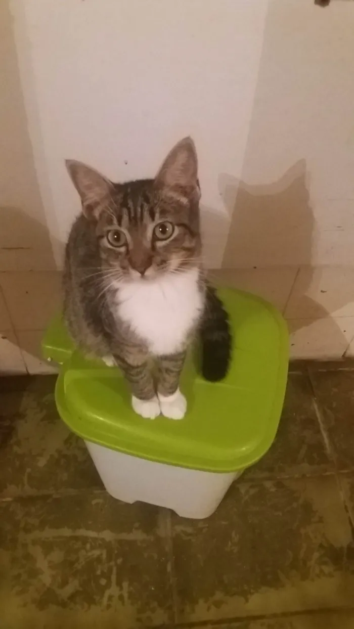 Gato ra a SRD-ViraLata idade 2 a 6 meses nome Thomas