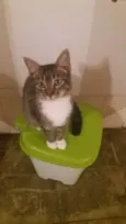 Thomas