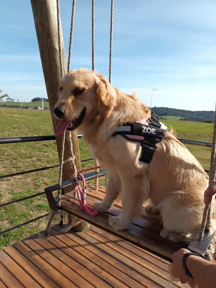 Cachorro ra a Golden  idade 1 ano nome Zoe