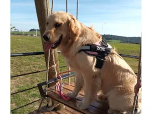 Cachorro raça Golden  idade 1 ano nome Zoe