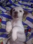 tchu tchuca ou bolinha