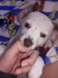 tchu tchuca ou bolinha