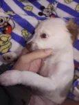 tchu tchuca ou bolinha