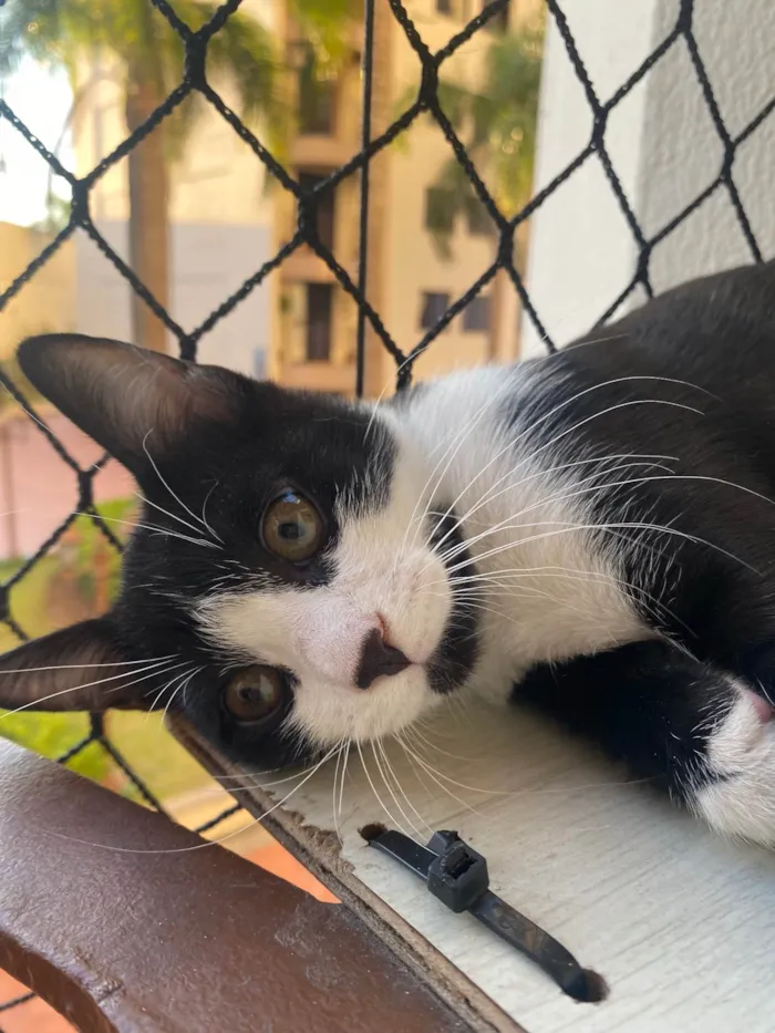 Gato ra a Srd idade Abaixo de 2 meses nome Pedro Henrique 