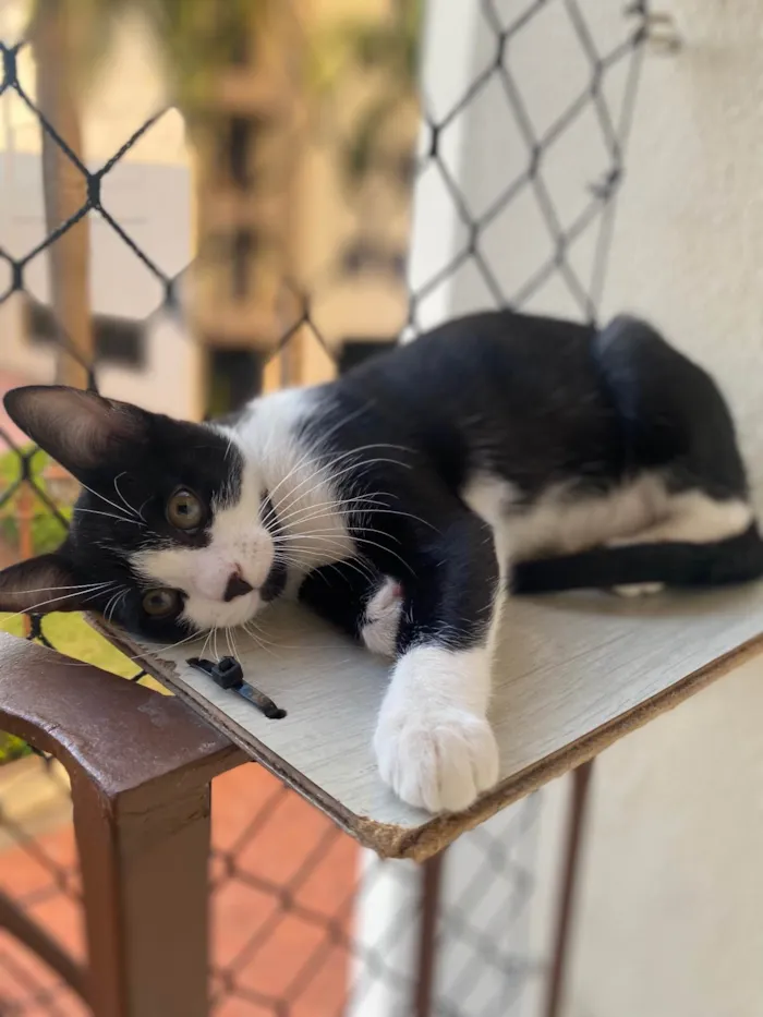Gato ra a Srd idade Abaixo de 2 meses nome Pedro Henrique 