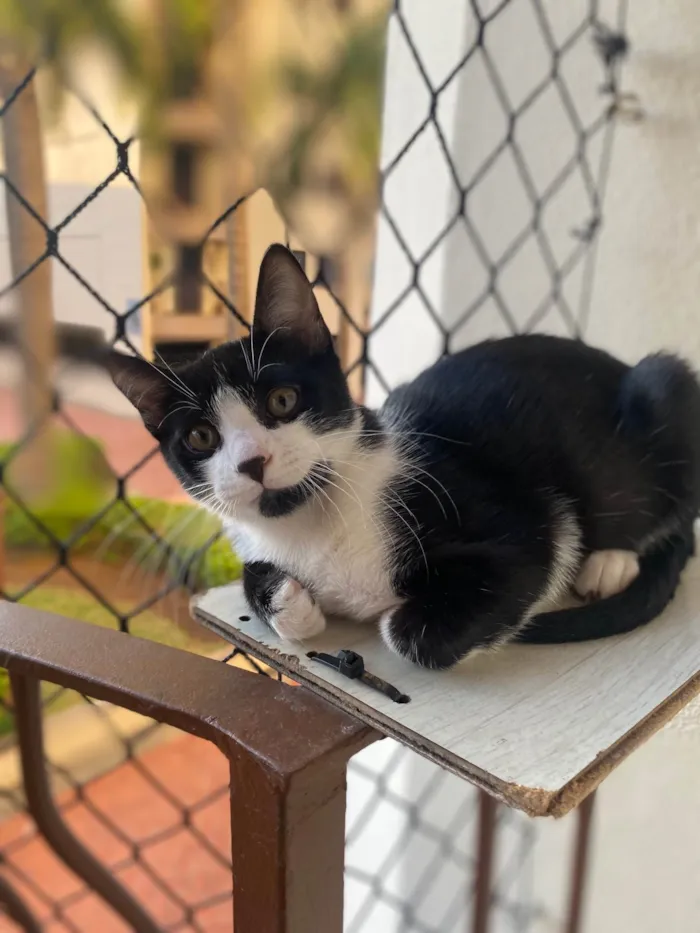 Gato ra a Srd idade Abaixo de 2 meses nome Pedro Henrique 