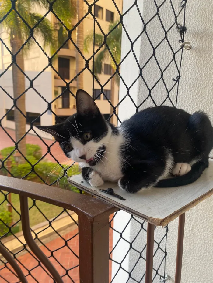 Gato ra a Srd idade Abaixo de 2 meses nome Pedro Henrique 