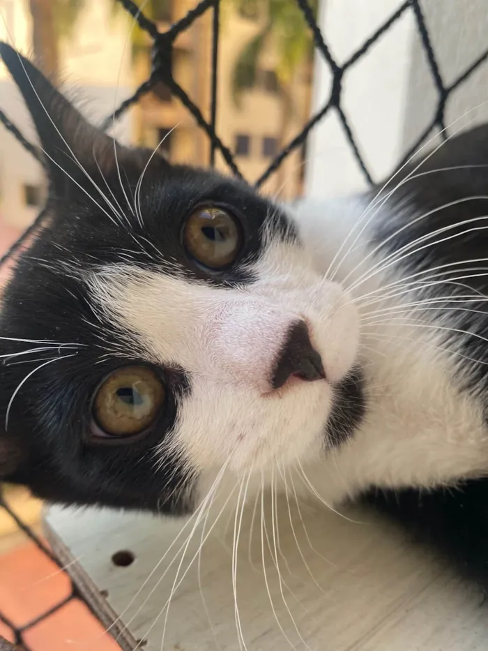 Gato ra a Srd idade Abaixo de 2 meses nome Pedro Henrique 